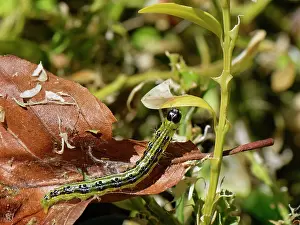 Buxanae Prints: Box-tree moth (Cydalima perspectalis)