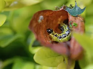 Buxanae Prints: Box-tree moth (Cydalima perspectalis) caterpillar within a dead leaf retreat in a Box (Buxus sempervirens)