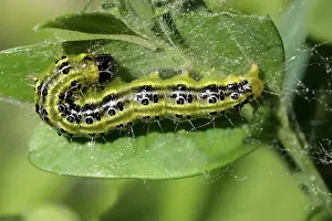 Box tree moth (Cydalima perspectalis) caterpillar feeding on boxwood leaf, Ovada, Piedmont, Italy. April
