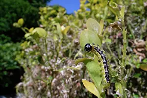 Buxanae Prints: Box-tree moth (Cydalima perspectalis) caterpillar feeding on green leaves of a Box (Buxus sempervirens)