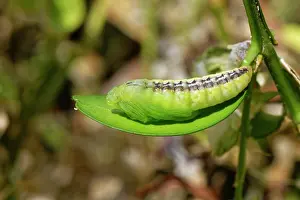 Buxanae Prints: Box-tree moth (Cydalima perspectalis) pupa developing in a Box (Buxus sempervirens) bush in a garden
