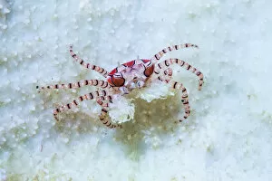 Boxer Crab (Lybia tessellata) with sea anemones in its claws for defense. Lembeh Strait