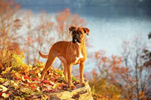 Autumn Prints: Boxer, female with natural tail and ears