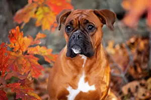 Boxer with natural ears and tail (Euro style) in late autumn, portrait, Connecticut, USA. November