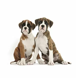 Boxer puppies, 8 weeks, sitting, against white background