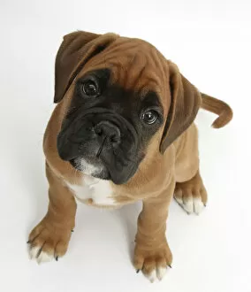 Puppies Gallery: Boxer puppy, Boris, 12 weeks, sitting and looking up, against white background