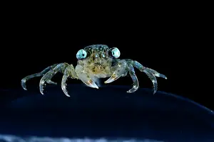Deep Sea Prints: Brachyuran crab, megalopa larva stage