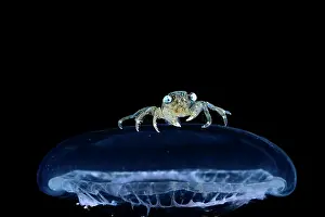Deep Sea Prints: Brachyuran crab, megalopa larva stage