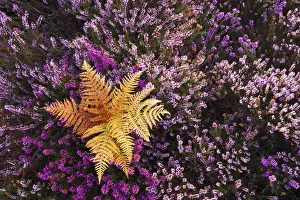Bracken, flowering Bell Heather (Erica cinerea) and Ling (Calluna vulgaris). Rockford Common