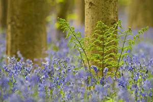 Hyacinthoides Non Scripta Prints: Bracken (Pteridium aquilinum) amongst Bluebells (Hyacinthoides non-scripta / Endymion