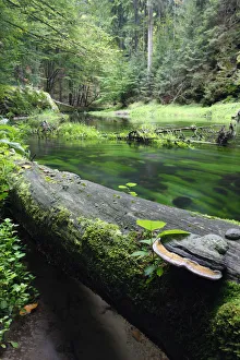 Bracket fungus (Phellinus igniarius ?) on fallen dead tree trunk beside Krinice River