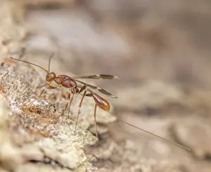 Wasp Prints: Braconid wasp (Spathius sp.) portrait, Montgomery County, Pennsylvania, USA. June