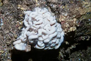Demospongiae Prints: Brain sponge (Neophrissospongia nolitangere) hanging from wall in underwater cave