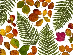 Rubus Bergii Prints: Bramble leaves (Rubus fruticosus) and bracken fronds changing colour in autumn