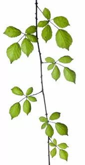 Size Gallery: Bramble (Rubus plicatus) leaves and stem against white background. France, August