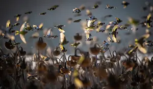 Sunflower Family Prints: Brambling (Fringilla montifringilla) and European goldfinch (Carduelis carduelis)