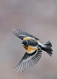 Fringillidae Prints: Brambling (Fringilla montifringilla) in flight, Parainen Uto, Finland. April