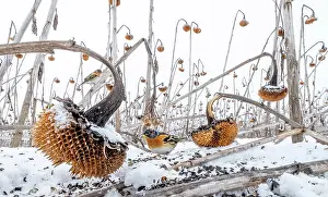 Sunflower Family Prints: Brambling (Fringilla montifringilla) foraging for seeds in snow among field of dead Sunflowers (Helianthus annuus)