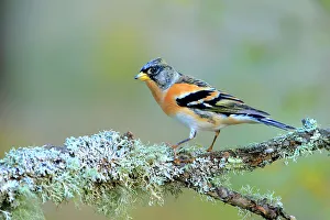 Andalusia Gallery: Brambling (Fringilla montifringilla) male, perched on a lichen covered branch. Andalusia, Spain