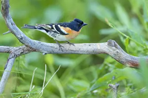 Varanger Peninsula Prints: Brambling (Fringilla montifringilla) perched on branch