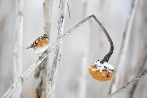 Sunflower Family Prints: Brambling (Fringilla montifringilla) perched on dead Sunflower (Helianthus annuus) in winter