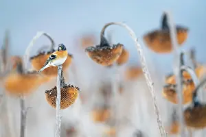 Sunflower Family Prints: Brambling (Fringilla montifringilla) perched on Sunflower (Helianthus annuus) seedhead