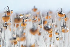 Sunflower Family Prints: Brambling (Fringilla montifringilla) perched on Sunflower (Helianthus annuus) seedhead in falling snow