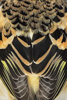 Fringillidae Prints: Brambling (Fringilla montifringilla) plumage detail, Lower Silesia, Poland. January