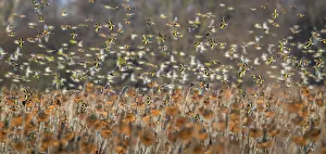 Sunflower Family Prints: Bramblings (Fringilla montifringilla), European goldfinches (Carduelis carduelis)