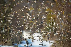 Carduelinae Prints: Bramblings (Fringilla montifringilla)
