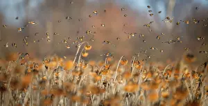 Sunflower Family Prints: Bramblings (Fringilla montifringilla), European goldfinches (Carduelis carduelis)
