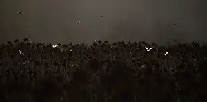 Sunflower Family Prints: Bramblings (Fringilla montifringilla) in flight over field of dead Sunflowers (Helianthus annuus) at dusk