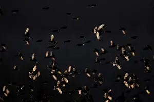 Fringillidae Prints: Bramblings (Fringilla montifringilla) flock in flight at dusk