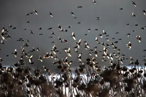 Sunflower Family Prints: Bramblings (Fringilla montifringilla) flock in flight over field of dead Sunflowers (Helianthus annuus) at dusk