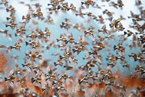 Sunflower Family Prints: Bramblings (Fringilla montifringilla) flock in flight over field of Sunflowers (Helianthus annuus)