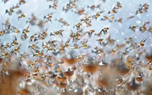 Sunflower Family Prints: Bramblings (Fringilla montifringilla) flock in flight over field of Sunflowers (Helianthus annuus) in falling snow