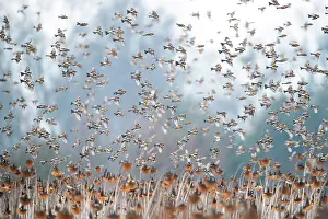 Sunflower Family Prints: Bramblings (Fringilla montifringilla) flock in flight over field of Sunflowers (Helianthus annuus)