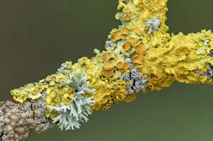 Ascomycetes Gallery: Branch covered with different lichens including Xanthoria parietina
