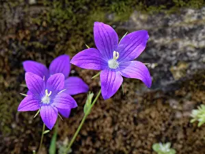 Campanulaceae Prints: Branched bellflower (Campanula ramosissima) flowering on a coastal rock face