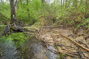 Branch Prints: Branches gnawed by European beaver (Castor fiber) along water's edge at its refectory (food reserve) in spring
