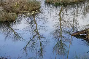 Branch Prints: Branches gnawed by European beaver (Castor fiber) at water's edge with reflection of trees in river