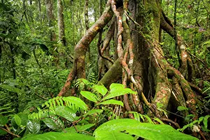 Branching aerial roots of tree in tropical rainforest, Masoala National Park, Madagascar. March, 2018