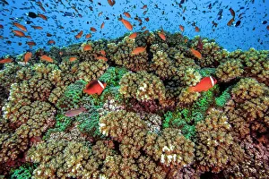 Serranidae Prints: Branching hard coral (Pocillopora sp)