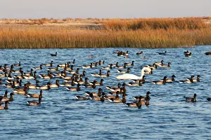 Anatidae Prints: Brant geese (Branta bernicla), Canada geese (Branta canadensis)