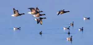 Branta Prints: Brant geese (Branta bernicla) flock in flight and on water
