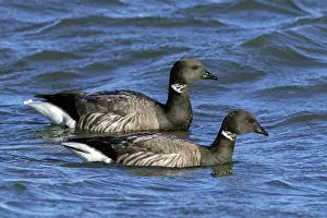 Water Surface Prints: Two Brant geese (Branta bernicla) swimming along the North Sea coast in winter