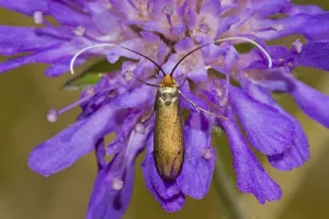Brassy Longhorn Beetle (Nemophora metallica) feeding on Small Scabious, Hutchinsons Bank