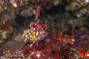 Blennies Prints: Bravo clinid (Gobioclinus dendriticus) portrait