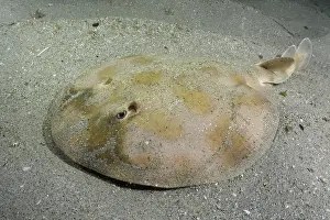 Torpediniformes Prints: Brazilian electric ray (Narcine brasiliensis) resting on sandy seabed