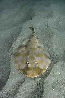 Torpediniformes Prints: Brazilian electric ray (Narcine brasiliensis) resting on sandy seabed